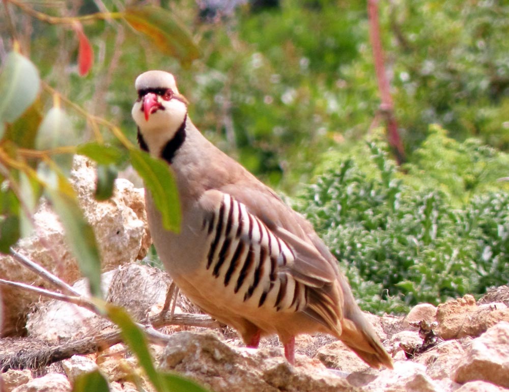 Wings Over Gozo: Protecting the Maltese Islands' Seasonal Wildlife