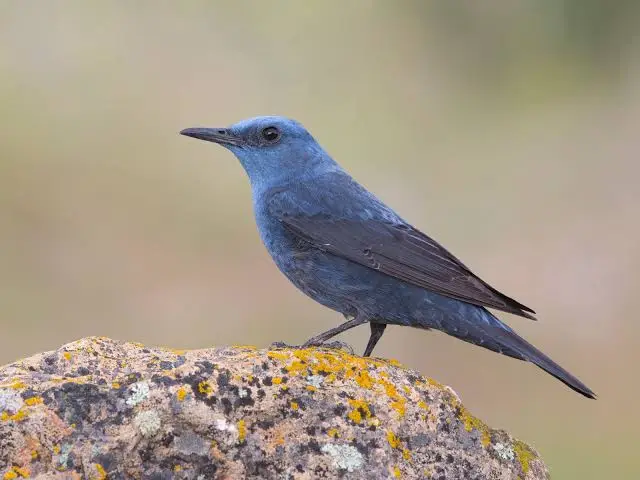 Blue Rock Thrush Monticola solitarius