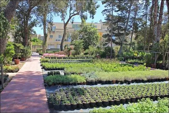 Dawwara Nursery — photo